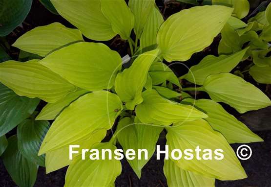 Hosta Purple and Gold